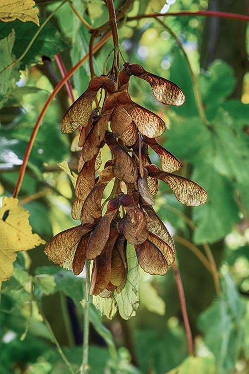 Sycamore Bình Dương Sycamore - kiến tạo di sản