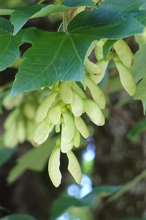 Sycamore Bình Dương Sycamore - Hạt mầm hy vọng