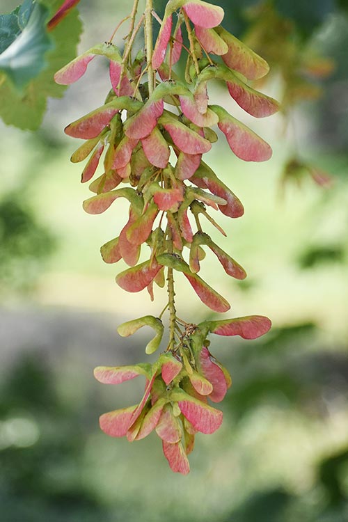 Sycamore Bình Dương Sycamore - Khơi nguồn cảm hứng